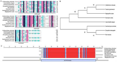 Acyl-coenzyme A binding protein MoAcb1 regulates conidiation and pathogenicity in Magnaporthe oryzae